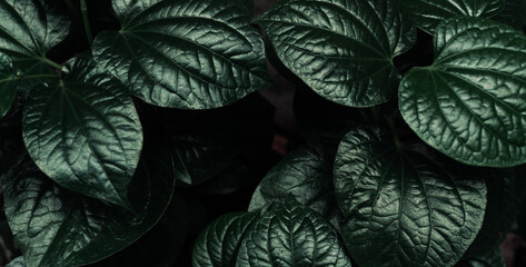 Naklejka premium Roślinne zielone ciemne tło, tekstura liści, botaniczny piękny template.