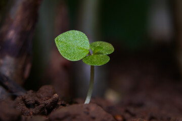 seedlings in soil.planting seedlings.Gardening and agriculture.Growing seedlings.