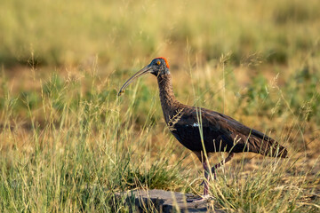 Red naped ibis or Indian black ibis or Pseudibis papillosa bird closeup or portrait with Grasshopper insect kill in beak and natural green background at forest of india asia