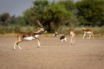 Fototapete Antilope Wilder männlicher Schwarzbock oder Antilope Cervicapra oder indische Antilope in der Luftsprungaktion in der natürlichen grünen Wiesenlandschaft des Schwarzbock- oder Velavadar-Nationalparks Bhavnagar Gujrat Indien Asien