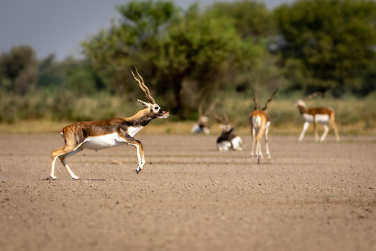wild male blackbuck or antilope cervicapra or indian antelope in mid air jump action in natural green grassland landscape of Blackbuck or velavadar National Park Bhavnagar gujrat india asia