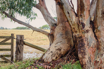 large old eucalyptus tree on fence in field