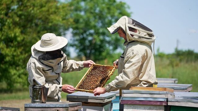 Two apiarists hold a honey frame and look, discuss and point at it. Checking up honey harvest at the bee farm in summer season.