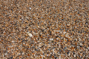 Sea shell on the sand. Beach background. Marine theme. Small depth of field