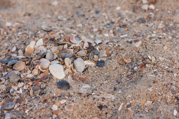 Sea shell on the sand. Beach background. Marine theme. Small depth of field