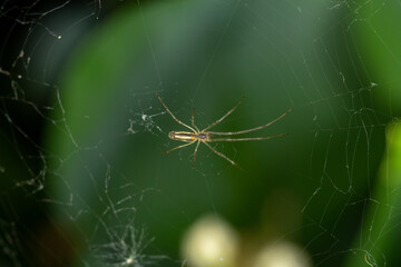 Spider on a web on a green background macro photography. European garden spider waiting for prey close-up photo.	