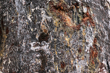 Sap from pine tree. Bark Background texture