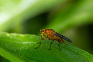 Tetanocera insect sitting on a green leaf in summer day macro photography. Mosquito sitting on a plant in summertime close-up photo. 