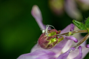 A small green spider sits on a purple flower macro photography on a summer sunny day. Close-up photo of a garden spider in the summer.