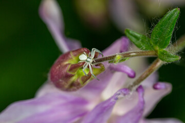 A small green spider sits on a purple flower macro photography on a summer sunny day. Close-up photo of a garden spider in the summer.