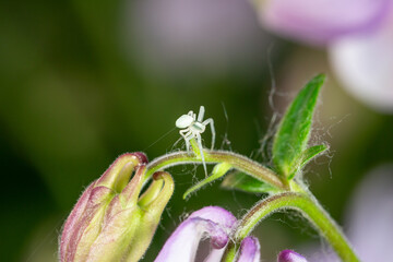 A small green spider sits on a purple flower macro photography on a summer sunny day. Close-up photo of a garden spider in the summer.