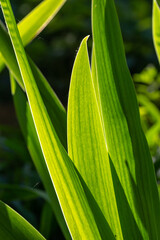 Obraz premium Green leaf of a garden plant in sunlight macro photography. The texture of a juicy leaf on a sunny summer day, close-up photo. Fresh greens with deep shadows in the springtime. 