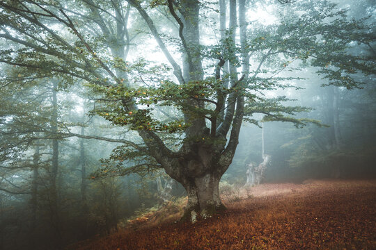 Foggy Jugatxi Beech in Alava Spain