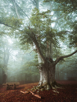Foggy Jugatxi Beech in Alava Spain