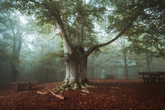 Foggy Jugatxi Beech in Alava Spain
