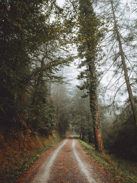 Pathway in the foggy Otzarreta in Gorbea, Bizkaia, Spain