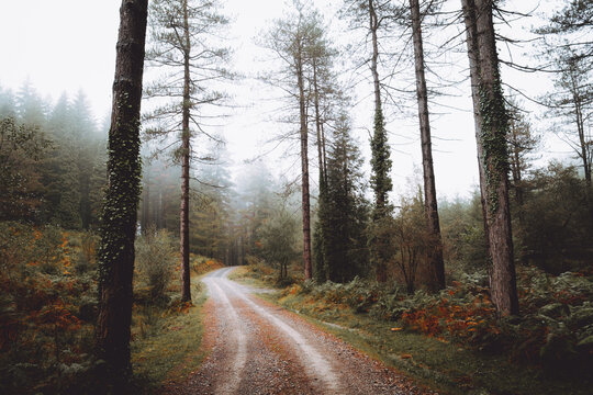 Pathway in the foggy Otzarreta in Gorbea, Bizkaia, Spain