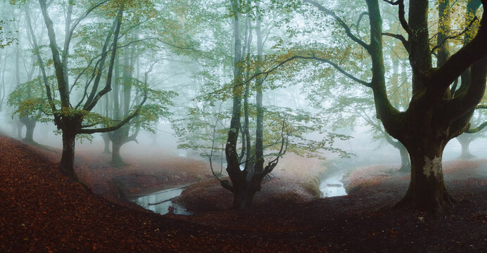 Pathway in the foggy Otzarreta in Gorbea, Bizkaia, Spain