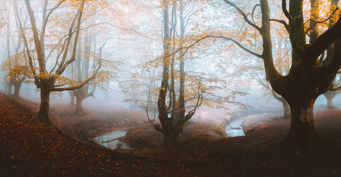 Pathway in the foggy Otzarreta in Gorbea, Bizkaia, Spain