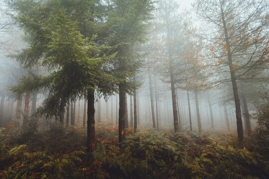 Fototapeta Foggy Otzarreta forest in Gorbea, Bizkaia