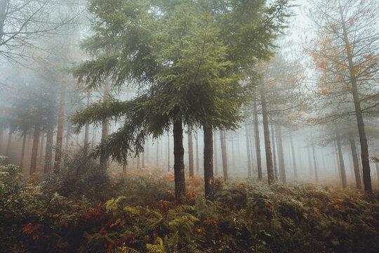 Foggy Otzarreta forest in Gorbea, Bizkaia