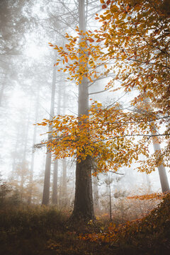 Nice forest with many trees surrounded by fog