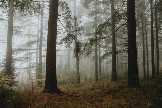 Nice forest with many trees surrounded by fog