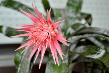 Obraz premium blooming aechmea plant, silver vase plant, close up