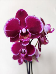purple phalaenopsis orchid in bloom