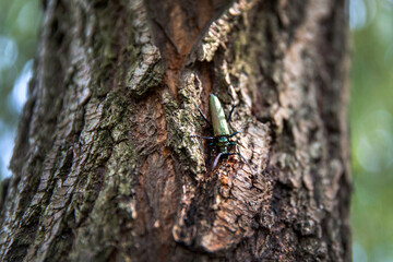Musk beetle Aromia moschata closeup