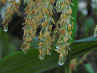 close up of pine needles