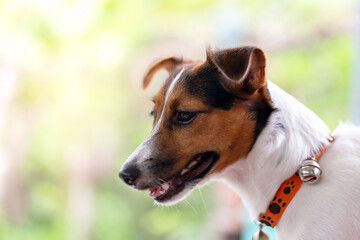 Portrait of Jack Russell Terrier