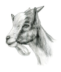 Fototapeta na wymiar Goat head