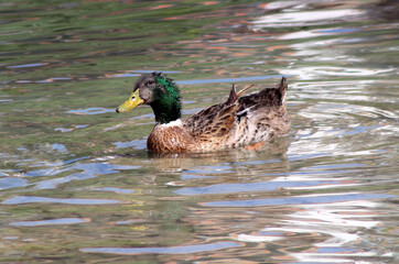NATURAL LIFE IN HIRLA NILUFERLI LAKE, LOCATED IN THE CENTER OF KIRSEHIR