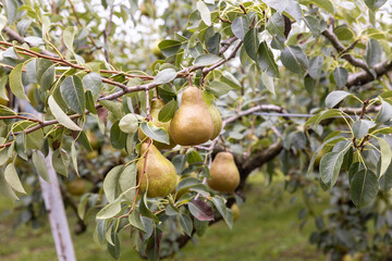 木になっている洋ナシ（オーロラ）