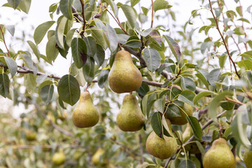 木になっている洋ナシ（オーロラ）