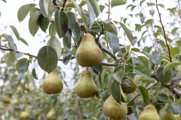 木になっている洋ナシ（オーロラ）