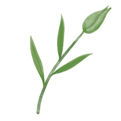 Green leaf watercolor flax illustration.