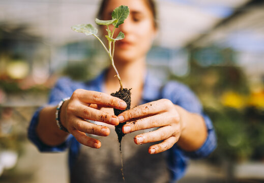 Woman holding green seedling with soil