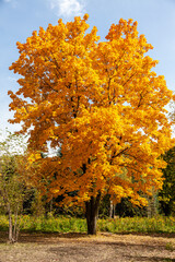 Fototapeta na wymiar Golden autumn, a lone maple tree in the botanical garden of Almaty
