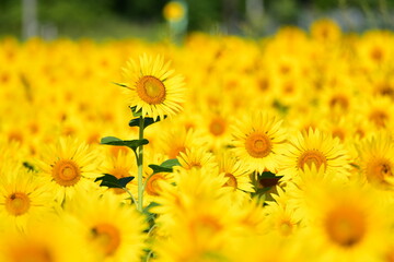 夏向日葵 © 生駒 英之