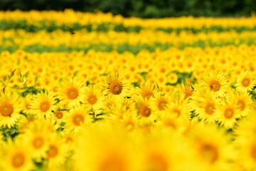 夏向日葵 © 生駒 英之