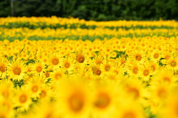 夏向日葵 © 生駒 英之