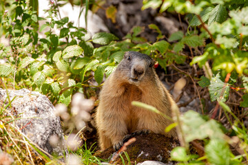 Naklejka na ściany i meble Wild cute Alpine Marmot (Marmota marmota) in nature. looking at the camera. Close-up. Mountain Jenner Bavaria of national park Berchtesgaderen Land, Germany
