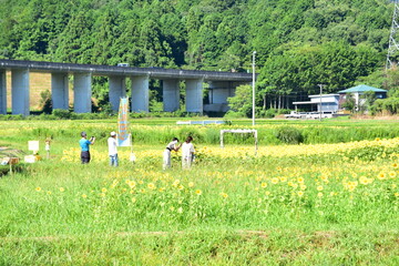 夏向日葵 © 生駒 英之