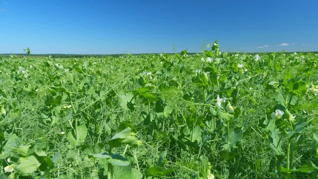Flowering of legumes. Farming cover crop of pisum sativum. Peas with white flowers. Wide shot.