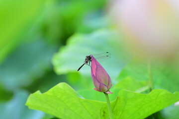蓮