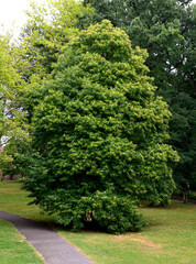 it is a tree with overhanging branches, They form ascending arms of branches whose overhangs, while the upper part of the branch thickens into a unique cascading