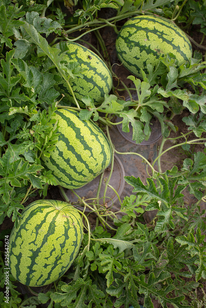 Poster Growing watermelons. Water melon field. Farming concept.