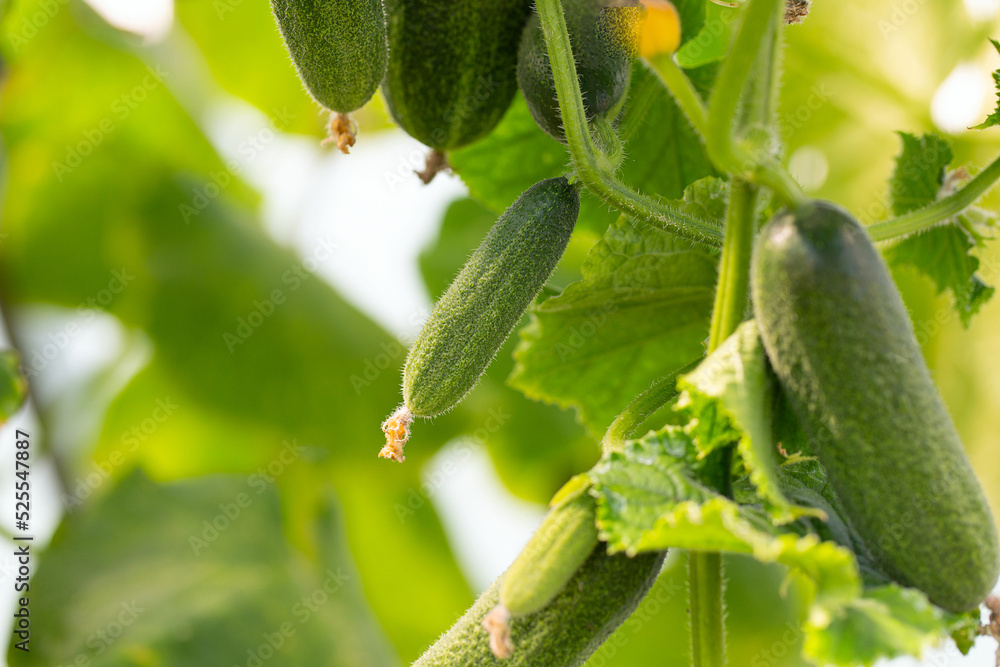 Canvas Prints cucumbers growing in a glass house